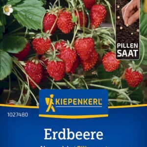 Žemuogės be ūsų, derančios iki šalnų pakeltose lysvėse, vazonuose su kitais augalais, stambios, saldžios uogos 'ALEXANDRIA' 30 granuliuotų sėklų K. (Vokietija). NAUJIENA 2025 m.
