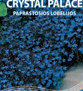 Lobelijos krūminės, tamsiai mėlynos su tamsiais lapeliais 'CRYSTAL PALACE' 0,1 g S.