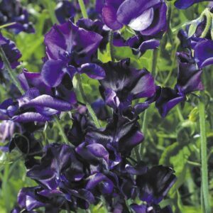 Kvapieji pelėžirniai vijokliniai, mėlyni, kvepia 'MAMMOUTH' 2 g S. Kvapieji pelėžirniai vijokliniai, mėlyni, kvepia 'MAMMOUTH' 2 g S.