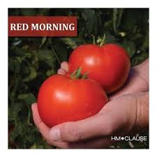 Pomidorai labai ankstyvi, žemaūgiai mėsingais labai dideliais vaisiais, atsparūs ligoms, auginimui lauke 'RED MORNING F1' 10 sėklų PS. NAUJIENA 2025 m.