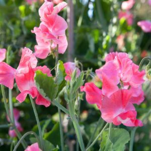 Kvapieji pelėžirniai vijokliniai, rožiniai, kvepia 'SPENSER' 2 g S. Kvapieji pelėžirniai vijokliniai, rožiniai, kvepia 'SPENSER' 2 g S.