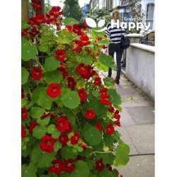 Vijoklinės nasturtės raudonos 'FIERY FESTIVAL' 3 g S. Vijoklinės nasturtės raudonos 'FIERY FESTIVAL' 3 g S.