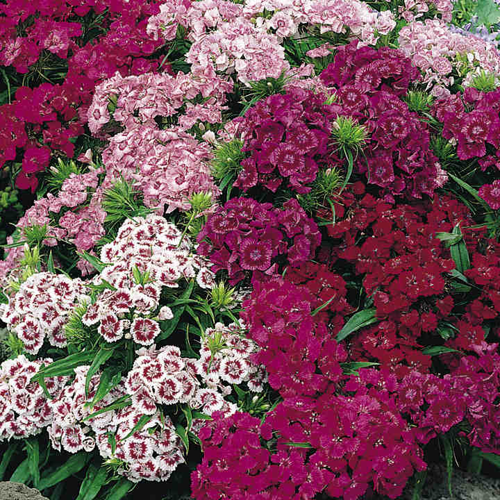 Šiurpiniai gvazdikai „šimtažiedžiai“, dvimečiai, žemi 'PINOCCHIO' 0,5 g A. NAUJIENA 2025 m. Šiurpiniai gvazdikai „šimtažiedžiai“, dvimečiai, žemi 'PINOCCHIO' 0,5 g A. NAUJIENA 2025 m.