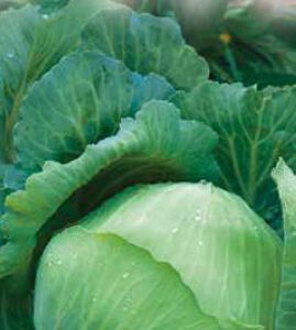 Kopūstai nehibridiniai rauginimui ‘POUROVO POLOPOZDNI' 2 g S.