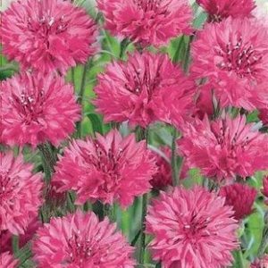 Rugiagėlės rožinės skynimui, žydinčiai pievai 'ROSE SHADE' 1 g A. NAUJIENA 2025 m.