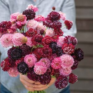 Žvaigždūnės raudonosios, kvepia, skynimui, žydinčiai pievelei, spalvų mišinys 'SUMMER FRUITS' 30 sėklų A. NAUJIENA 2025 m.