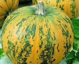 Aliejiniai moliūgai (aguročiai), sėklos be lukštų, pusiau krūminiai 'JUNONA' 25 g (Didelė pakuotė) S. NAUJIENA 2025 m.