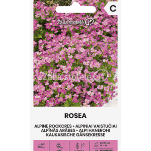 Alpiniai vaistučiai rožiniai, žemi, daugiamečiai 'ROSEA' 0, g A. NAUJIENA 2025 m.