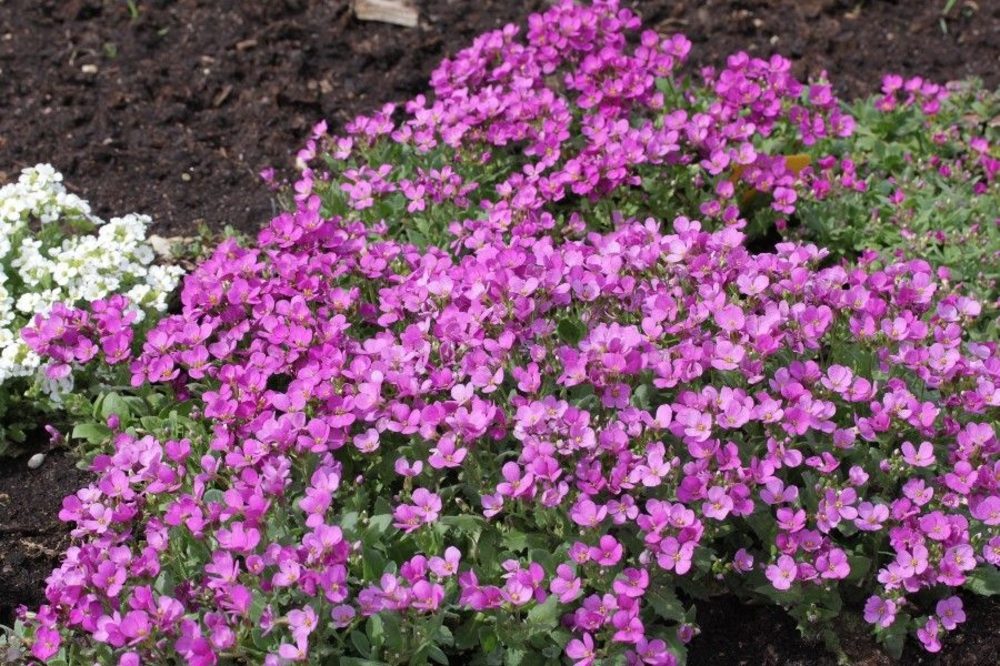 Alpiniai vaistučiai rožiniai, žemi, daugiamečiai 'ROSEA' 0, g A. NAUJIENA 2025 m. Alpiniai vaistučiai rožiniai, žemi, daugiamečiai 'ROSEA' 0, g A. NAUJIENA 2025 m.