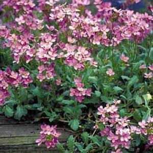 Alpiniai vaistučiai rožiniai, žemi, daugiamečiai 'ROSEA' 0, g A. NAUJIENA 2025 m. Alpiniai vaistučiai rožiniai, žemi, daugiamečiai 'ROSEA' 0, g A. NAUJIENA 2025 m.