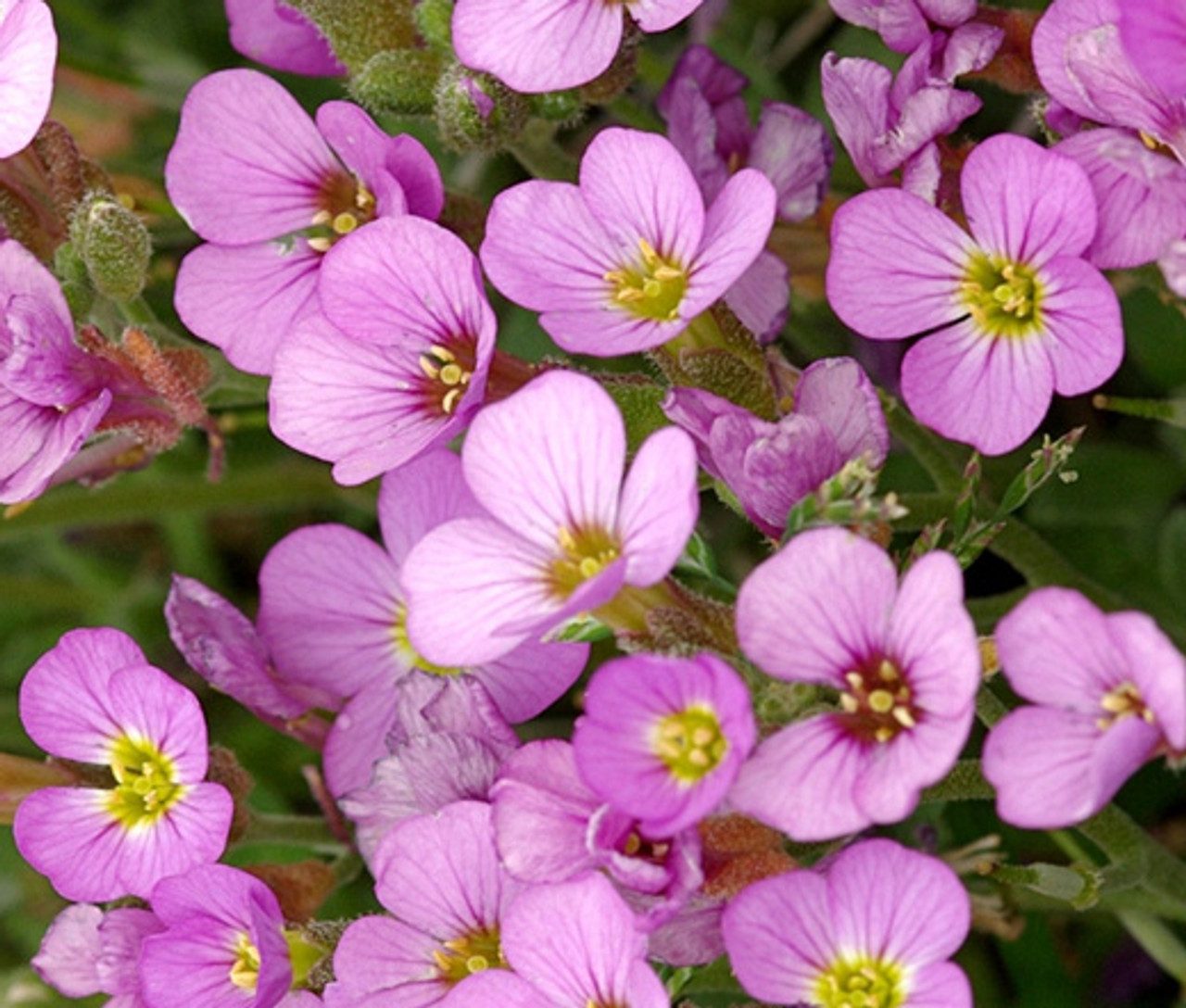 Alpiniai vaistučiai rožiniai, žemi, daugiamečiai 'ROSEA' 0, g A. NAUJIENA 2025 m. Alpiniai vaistučiai rožiniai, žemi, daugiamečiai 'ROSEA' 0, g A. NAUJIENA 2025 m.