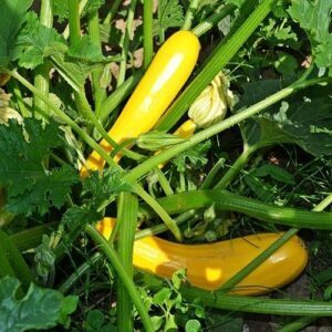 Cukinijos geltonos vidutinio ankstyvumo, derlingos, tinka konservavimui 'ATENA POLKA H' 10 sėklų