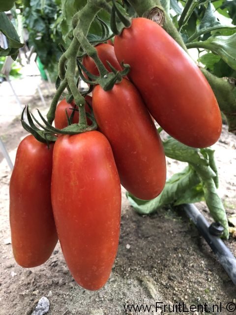 Pomidorai dideli pailgi, vidutinio ankstyvumo, derlingi 'Eduardo H' ELITE 15 sėklų. NAUJIENA 2025 m. Pomidorai dideli pailgi, vidutinio ankstyvumo, derlingi 'Eduardo H' ELITE 15 sėklų. NAUJIENA 2025 m.