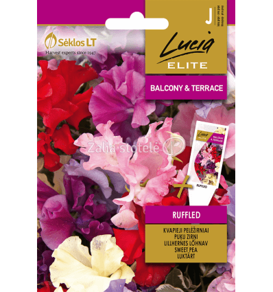 Kvapieji pelėžirniai garbanotais žiedais, mišinys, vijokliniai 'RUFFLED' 2 g ELITE. NAUJIENA 2025 m. Kvapieji pelėžirniai garbanotais žiedais, mišinys, vijokliniai 'RUFFLED' 2 g ELITE. NAUJIENA 2025 m.