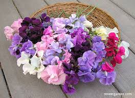 Kvapieji pelėžirniai garbanotais žiedais, mišinys, vijokliniai 'RUFFLED' 2 g ELITE. NAUJIENA 2025 m. Kvapieji pelėžirniai garbanotais žiedais, mišinys, vijokliniai 'RUFFLED' 2 g ELITE. NAUJIENA 2025 m.