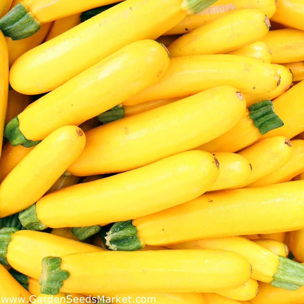 Cukinijos geltonos vidutinio ankstyvumo, derlingos, tinka konservavimui 'ATENA POLKA H' 10 sėklų Cukinijos geltonos vidutinio ankstyvumo, derlingos, tinka konservavimui 'ATENA POLKA H' 10 sėklų