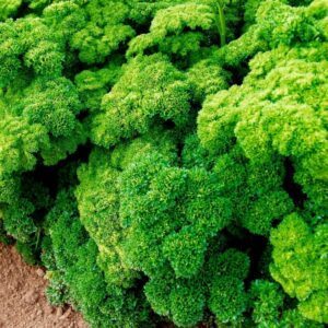 Petražolės garbanotos, labai derlingos 'MOSS CURLED 2' 100 g (Didelė pakuotė) L.