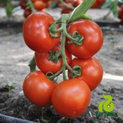 Aukštaūgiai pomidorai vidutinio ankstyvumo, vidutinio dydžio vaisiais, atsparūs ligoms 'TOLSTOI F1' 20 sėklų (Maža pakuotė)