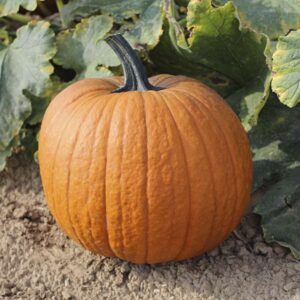 Helovino moliūgai, pusiau krūminiai, pjaustymui, dekoravimui ir maistui 'BOOMER F1' 100 sėklų (Didelė pakuotė), SAKATA. NAUJIENA 2026 m.