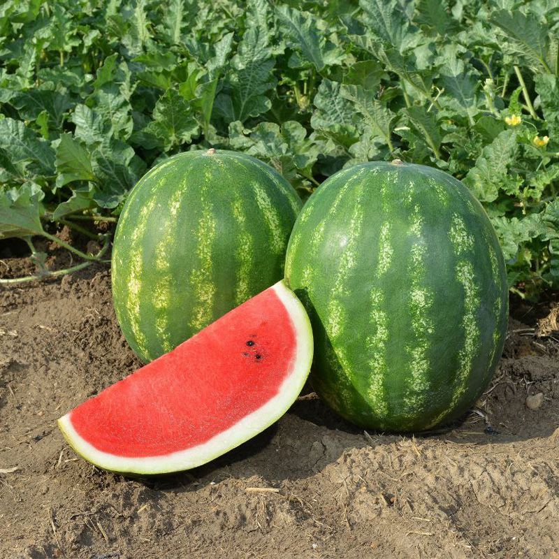 Arbūzai ankstyvi, labai dideli ir saldūs 'LEONARDO F1' 5 sėklos (Mini pakuotė). NAUJIENA 2026 m. Arbūzai ankstyvi, labai dideli ir saldūs 'LEONARDO F1' 5 sėklos (Mini pakuotė). NAUJIENA 2026 m.