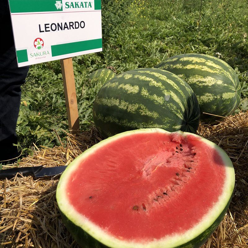 Arbūzai ankstyvi, labai dideli ir saldūs 'LEONARDO F1' 5 sėklos (Mini pakuotė). NAUJIENA 2026 m. Arbūzai ankstyvi, labai dideli ir saldūs 'LEONARDO F1' 5 sėklos (Mini pakuotė). NAUJIENA 2026 m.