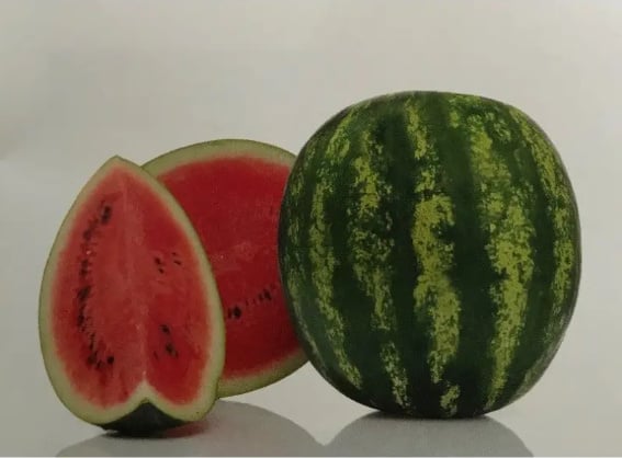 Arbūzai ankstyvi, labai dideli ir saldūs 'LEONARDO F1' 5 sėklos (Mini pakuotė). NAUJIENA 2026 m. Arbūzai ankstyvi, labai dideli ir saldūs 'LEONARDO F1' 5 sėklos (Mini pakuotė). NAUJIENA 2026 m.