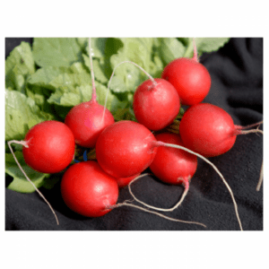 Ridikėliai ankstyvi, dideli, vienodi, visam sezonui, šiltnamiui bei laukui 'VIENNA F1' 2 g