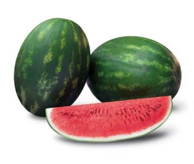 Arbūzai ankstyvi, dideli, saldūs, toleruojantys vėsias naktis 'ODYSSEY F1' 50 sėklų (Didelė pakuotė), SAKATA. NAUJIENA 2026 m. Arbūzai ankstyvi, dideli, saldūs, toleruojantys vėsias naktis 'ODYSSEY F1' 50 sėklų (Didelė pakuotė), SAKATA. NAUJIENA 2026 m.