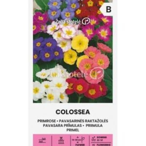 Raktažolės pavasarinės, daugiametės, žemos, mišinys, tinka pusiau pavėsyje 'COLOSSEA' 50 sėklų A. NAUJIENA 2025 m.