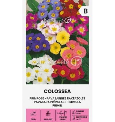 Raktažolės pavasarinės, daugiametės, žemos, mišinys, tinka pusiau pavėsyje 'COLOSSEA' 50 sėklų A. NAUJIENA 2025 m. Raktažolės pavasarinės, daugiametės, žemos, mišinys, tinka pusiau pavėsyje 'COLOSSEA' 50 sėklų A. NAUJIENA 2025 m.
