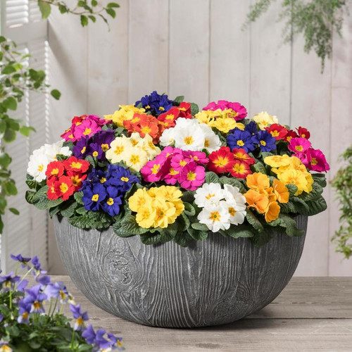 Raktažolės pavasarinės, daugiametės, žemos, mišinys, tinka pusiau pavėsyje 'COLOSSEA' 50 sėklų A. NAUJIENA 2025 m. Raktažolės pavasarinės, daugiametės, žemos, mišinys, tinka pusiau pavėsyje 'COLOSSEA' 50 sėklų A. NAUJIENA 2025 m.