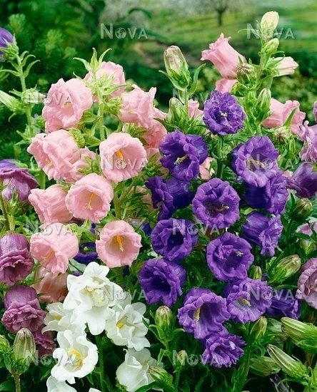 Darželiniai katilėliai pilnaviduriai žiedais, mišinys, tinka skynimui (Campanula medium fl.pl.) 0,1 g L. NAUJIENA 2025 m. Darželiniai katilėliai pilnaviduriai žiedais, mišinys, tinka skynimui (Campanula medium fl.pl.) 0,1 g L. NAUJIENA 2025 m.