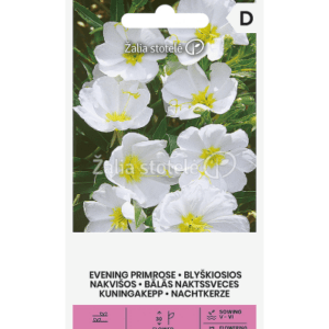 Nakvišos blyškiosios (Oenothera pallida), žemos, daugiametės, baltos, kvepia, pusiau pavėsyje 0,5 g A.