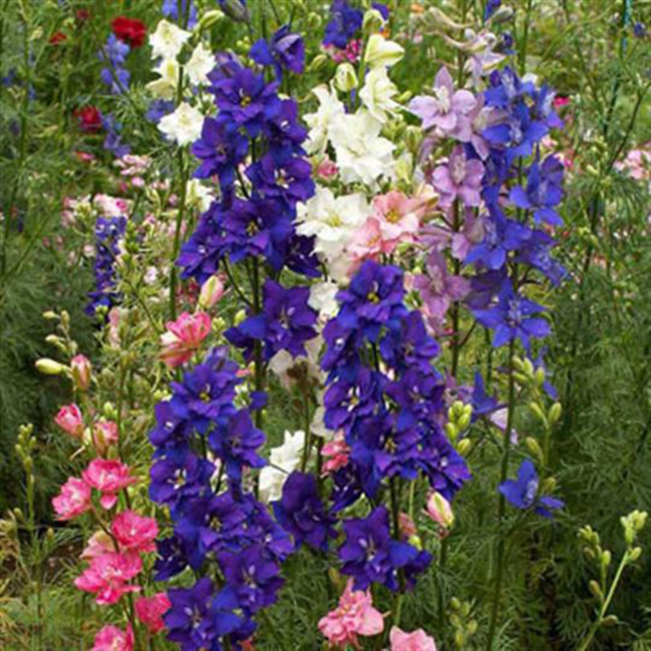 Pentiniai vienmečiai (Delphinium Ajacis), tinka vasaros puokštėms 1 g A. NAUJIENA 2025 m. Pentiniai vienmečiai (Delphinium Ajacis), tinka vasaros puokštėms 1 g A. NAUJIENA 2025 m.