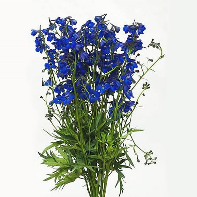 Pentiniai vienmečiai (Delphinium Ajacis), tinka vasaros puokštėms 1 g A. NAUJIENA 2025 m. Pentiniai vienmečiai (Delphinium Ajacis), tinka vasaros puokštėms 1 g A. NAUJIENA 2025 m.