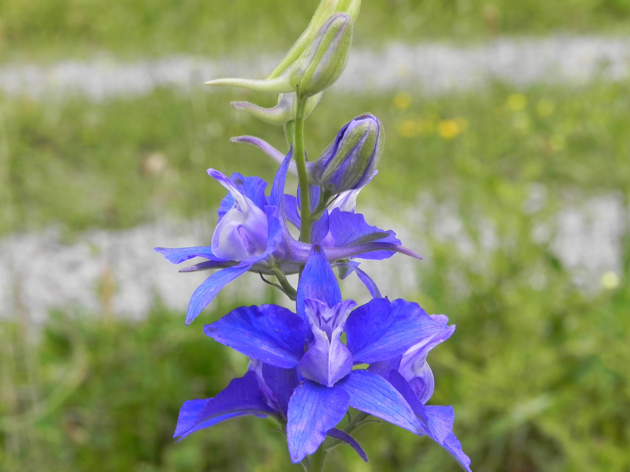 Pentiniai vienmečiai (Delphinium Ajacis), tinka vasaros puokštėms 1 g A. NAUJIENA 2025 m. Pentiniai vienmečiai (Delphinium Ajacis), tinka vasaros puokštėms 1 g A. NAUJIENA 2025 m.