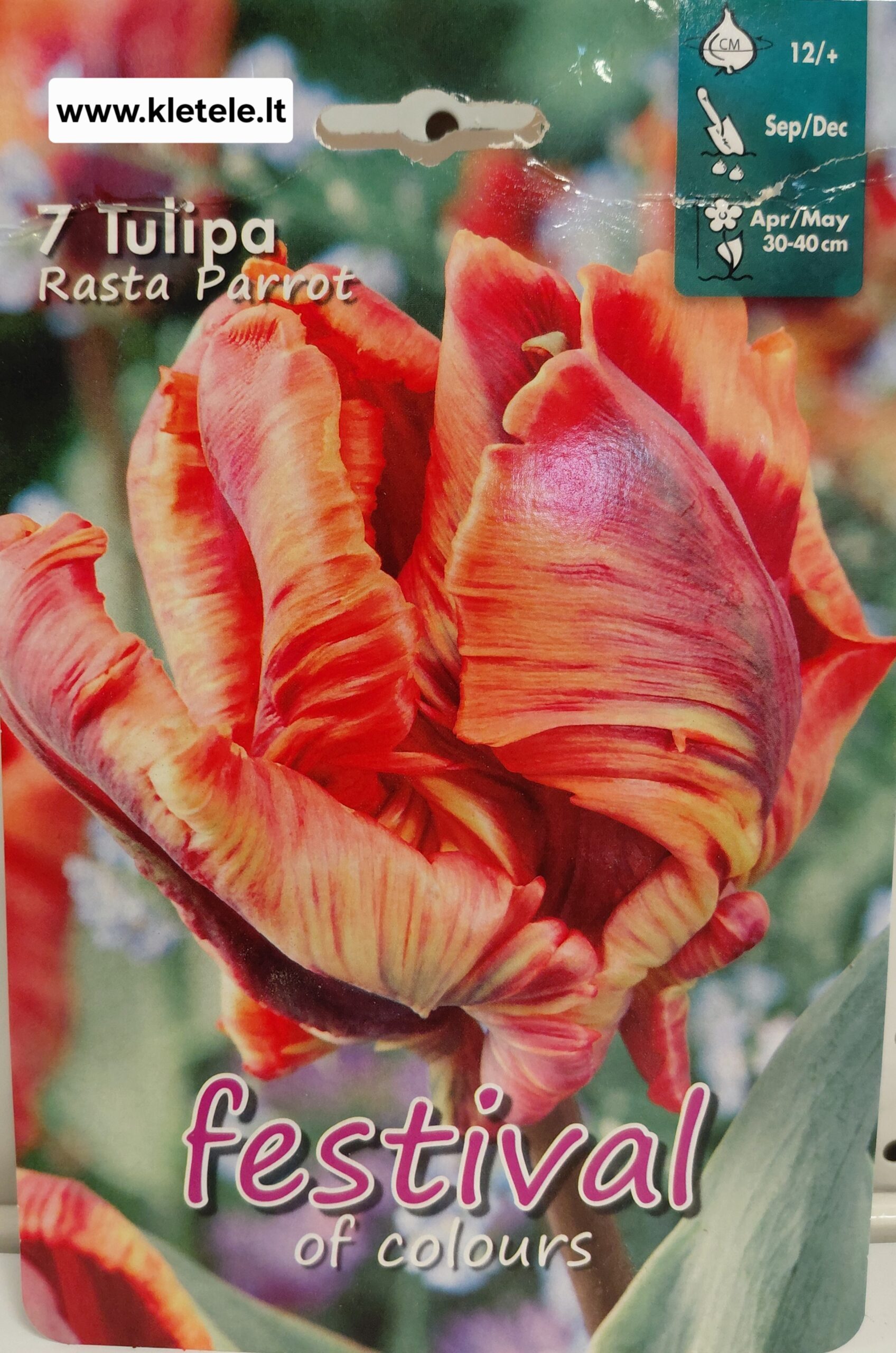 Tulpės papūginės egzotiškos tamsiai raudonos, oranžinės su žaliais, rusvais, vidutinio aukščio, pražydinimui vazone, skynimui 'RASTA PARROT', 7 svogūnėliai (FC). NAUJIENA 2025 m. Tulpės papūginės egzotiškos tamsiai raudonos, oranžinės su žaliais, rusvais, vidutinio aukščio, pražydinimui vazone, skynimui 'RASTA PARROT', 7 svogūnėliai (FC). NAUJIENA 2025 m.