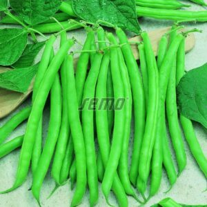 Šparaginės žemaūgės pupelės žalios, vidutinio ankstyvumo 'BONA' 20 g. NAUJIENA 2026 m.