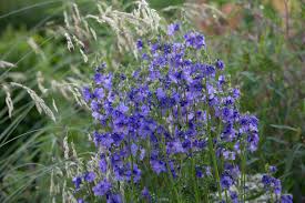 Palemonai mėlynieji (Palemonium caeruleum), daugiamečiai, pavėsiui, natūralistiniai aplinkai, 0,3 g A. NAUJIENA 2025 m. Palemonai mėlynieji (Palemonium caeruleum), daugiamečiai, pavėsiui, natūralistiniai aplinkai, 0,3 g A. NAUJIENA 2025 m.