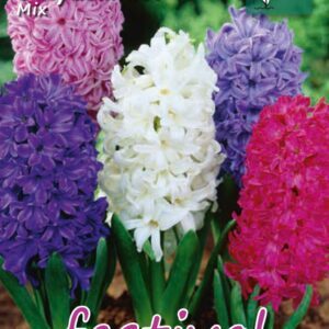 Jacintai mišinys, kvepiantys, pražydinimui vazone 'Mixed', 5 svogūnėliai (FC)