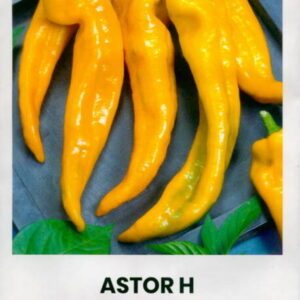 Paprikos saldžiosios ilgos, ankstyvos, geltonos 'ASTOR H' 0,1 g A. NAUJIENA 2025 m.