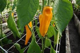 Paprikos saldžiosios ilgos, ankstyvos, geltonos 'ASTOR H' 0,1 g A. NAUJIENA 2025 m. Paprikos saldžiosios ilgos, ankstyvos, geltonos 'ASTOR H' 0,1 g A. NAUJIENA 2025 m.