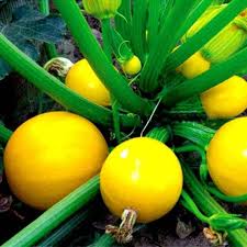 Cukinijos apvalios geltonos, vidutiniškai ankstyvos, įdarymui, kepimui, pakeliamai lysvei 'GOLDEN BALL H' 1 g A. NAUJIENA 2025 m. Cukinijos apvalios geltonos, vidutiniškai ankstyvos, įdarymui, kepimui, pakeliamai lysvei 'GOLDEN BALL H' 1 g A. NAUJIENA 2025 m.