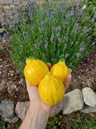 Cukinijos apvalios geltonos, vidutiniškai ankstyvos, įdarymui, kepimui, pakeliamai lysvei 'GOLDEN BALL H' 1 g A. NAUJIENA 2025 m. Cukinijos apvalios geltonos, vidutiniškai ankstyvos, įdarymui, kepimui, pakeliamai lysvei 'GOLDEN BALL H' 1 g A. NAUJIENA 2025 m.