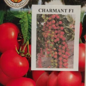 Pomidorai vyšniniai saldūs, kekės „šluotos“ 'CHARMANT F1' 10 sėklų PS Pomidorai vyšniniai saldūs, kekės „šluotos“ 'CHARMANT F1' 10 sėklų PS