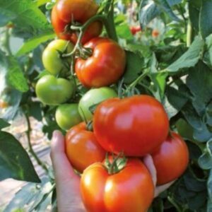 Pomidorai ankstyvi, standartinio dyžio, skanūs, atsparūs ligoms 'SANDOLINE H' 5 sėklos (Mini pakuotė)