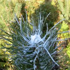 Repelentas medelių apsaugai nuo stirnų ir briedžių, tepama pasta, mėlyna, žiemos metu 'CERVACOL® EXTRA', 5 kg Repelentas medelių apsaugai nuo stirnų ir briedžių, tepama pasta, mėlyna, žiemos metu 'CERVACOL® EXTRA', 5 kg
