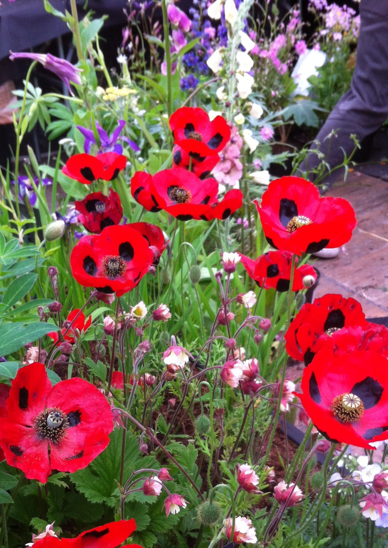 Aguonos kaukazinės, raudonais tuščiaviduriais žiedais 'LADYBIRD' 1000 sėklų Mr.F. NAUJIENA 2025 m. Aguonos kaukazinės, raudonais tuščiaviduriais žiedais 'LADYBIRD' 1000 sėklų Mr.F. NAUJIENA 2025 m.