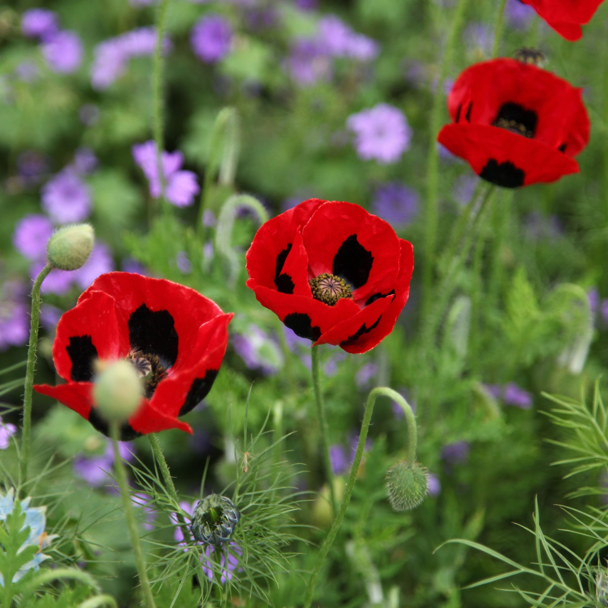 Aguonos kaukazinės, raudonais tuščiaviduriais žiedais 'LADYBIRD' 1000 sėklų Mr.F. NAUJIENA 2025 m. Aguonos kaukazinės, raudonais tuščiaviduriais žiedais 'LADYBIRD' 1000 sėklų Mr.F. NAUJIENA 2025 m.