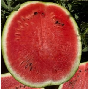 Arbūzai vidutinio ankstyvumo, dideli vaisiai labai saldūs, atsparūs ligoms ‘MIRTO F1’ 100 sėklų (Didelė pakuotė). NAUJIENA 2026 m.